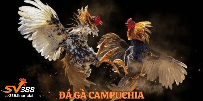 Sức hút đặc biệt của đá gà ăn tiền campuchia tại SV388